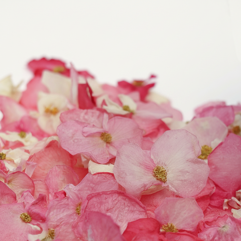 ورد بيجونيا مجفف قابل للأكل Edible Dried Begonia Flowers - 30 حبة - لتزيين الكيك والمشروبات والحلويات